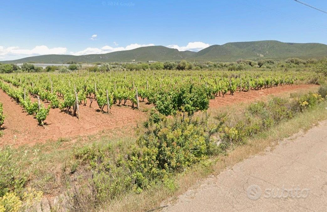 Vigneto Carignano del sulcis - Vista 4