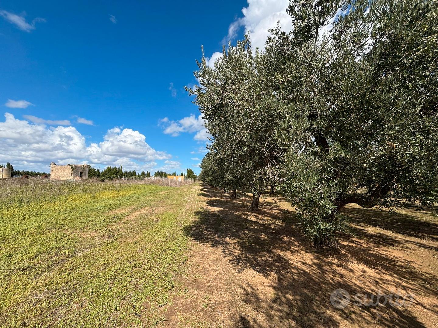 Terreno agricolo con ulivi - Vista 2