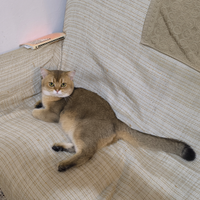 Accoppiamento maschio Scottish Straight