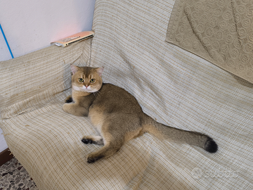 Accoppiamento maschio Scottish Straight