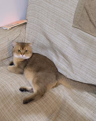 Accoppiamento maschio Scottish Straight