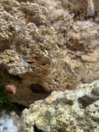 Guppy endler maschi e femmine