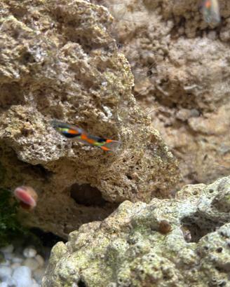 Guppy endler maschi e femmine