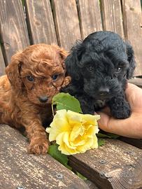 Cuccioli di Barboncini Toy