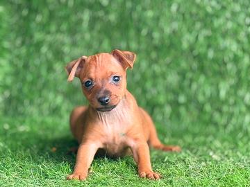 Pinscher
