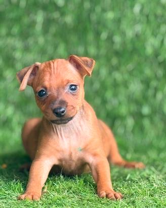 Pinscher