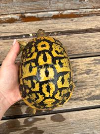 Tartarughe hermanni