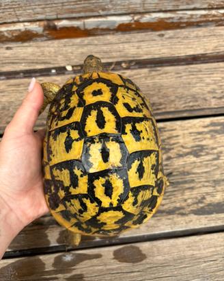 Tartarughe hermanni