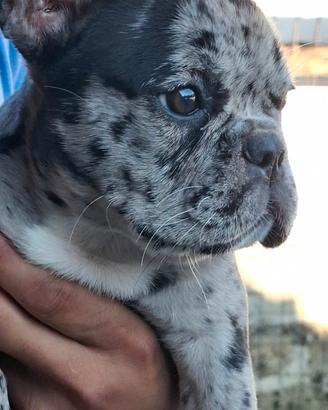Cuccioli di bull dog francese