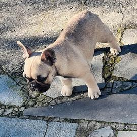 Ultimo cucciolo di bouledogue francese