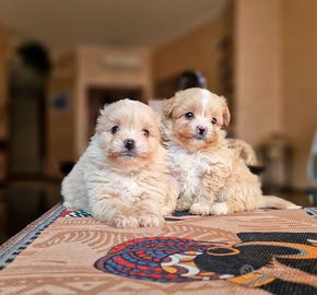 Maltipoo piccolissimi maschi