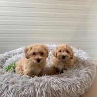 Maltipoo