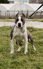 American stafford shire terrier