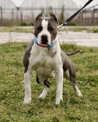 American stafford shire terrier