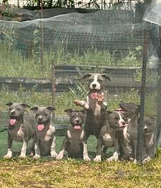 Amstaff