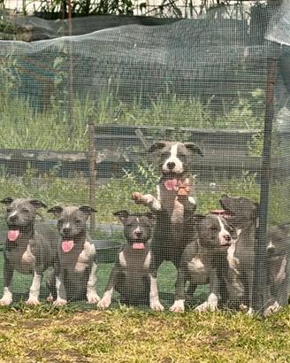 Amstaff