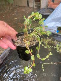 Bacopa - pianta per laghetto/acquario