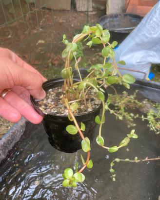 Bacopa - pianta per laghetto/acquario