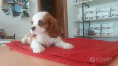 Cuccioli di cavalier king con pedigree enci