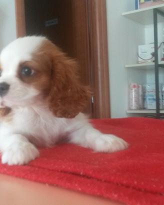 Cuccioli di cavalier king con pedigree enci