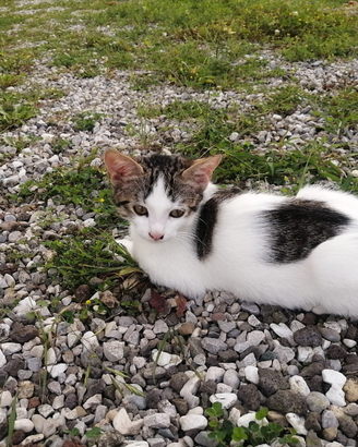 Gattini in adozione