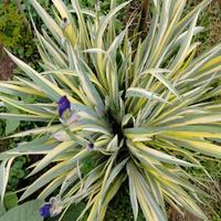 piantine di Iris Variegato 