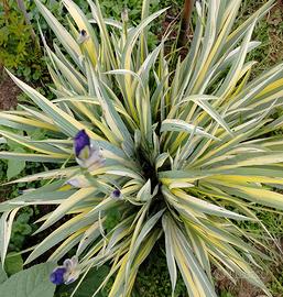 piantine di Iris Variegato 
