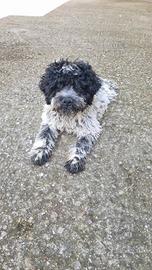 Lagotto di tre mesi