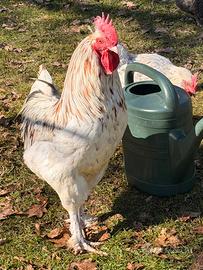 Disponibili esemplari di Marans Splash