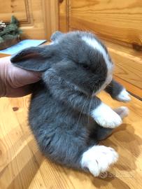 Coniglio nano