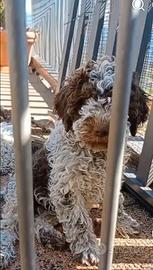 Cuccioli Lagotto da tartufo