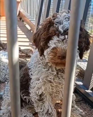 Cuccioli Lagotto da tartufo