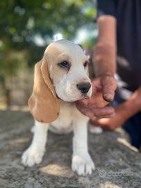 Beagle cuccioli