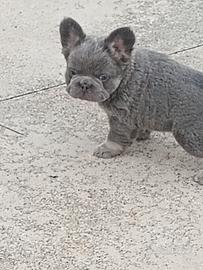 bulldog francese 