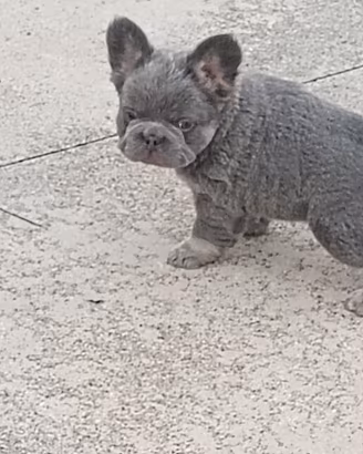 bulldog francese 