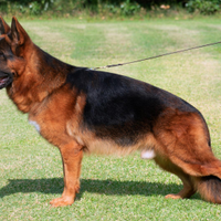 Pastore tedesco disponibile per monte