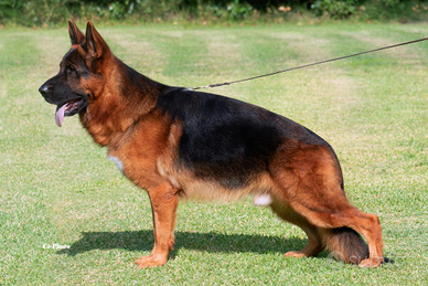 Pastore tedesco disponibile per monte