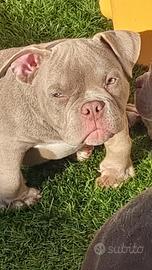 American Bully Micro Exotic Femmina