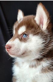 Cucciola di siberian husky con pedigree