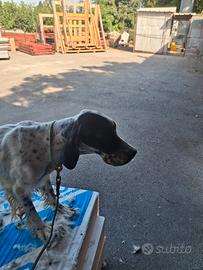 Setter Inglese
