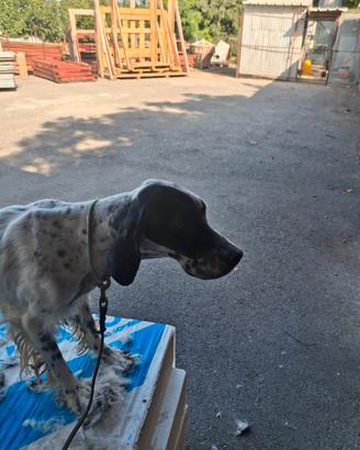 Setter Inglese