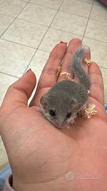 Mini ghiri coda bianca