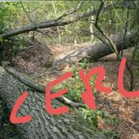 Legna alberi abbattuti bosco da tagliare/ pulire 