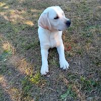 Cucciolo labrador retriever