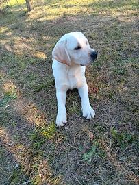 Cucciolo labrador retriever