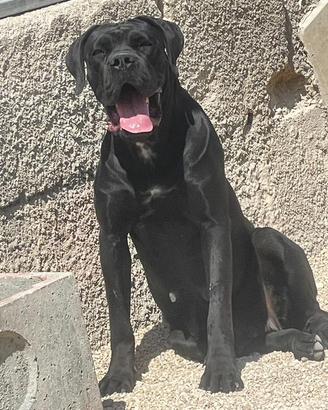 Cuccioli cane corso