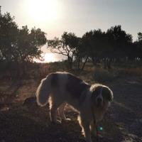 Cuccioli di mastino dei Pirenei