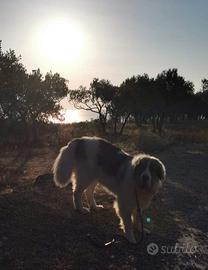 Cuccioli di mastino dei Pirenei