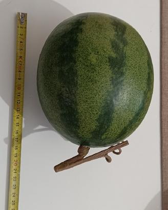 Anguria artificiale finto alta qualità