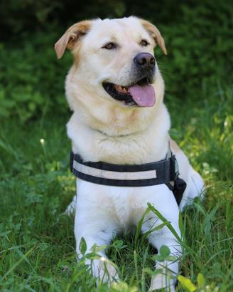 Compagna per fare cuccioli